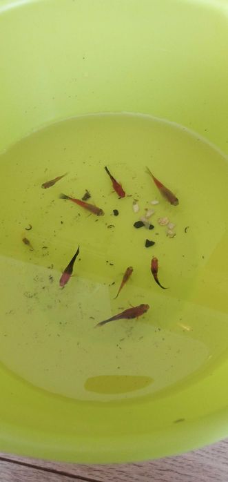 Mieczyki młode i dorosłe od 4 zł