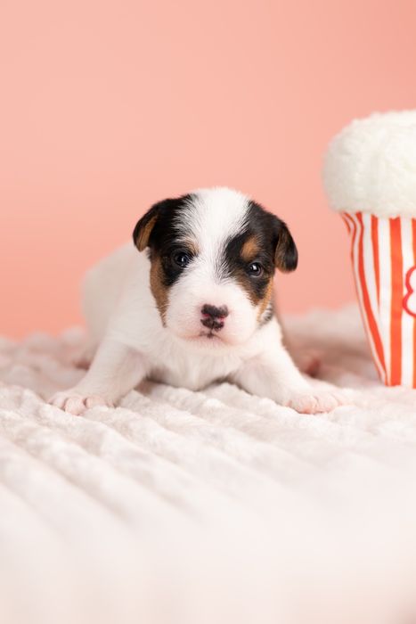 Suczka Parson Russell Terrier - ZKwP