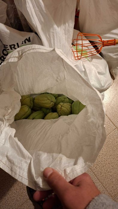 xuxu, chuchu, biológico