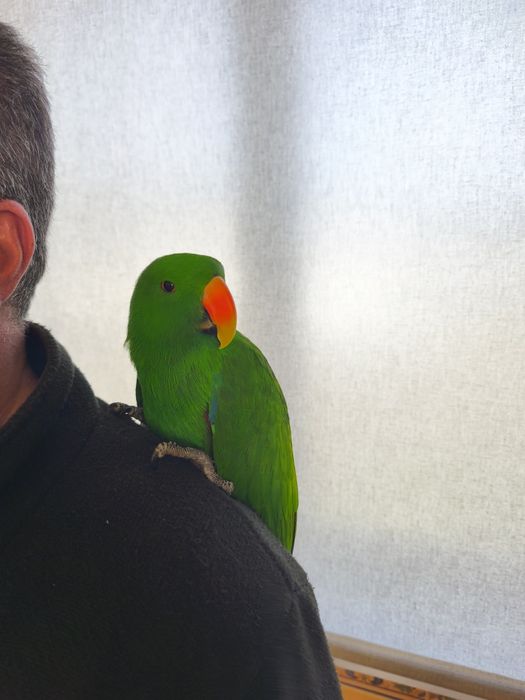 Papagaio Ecletus