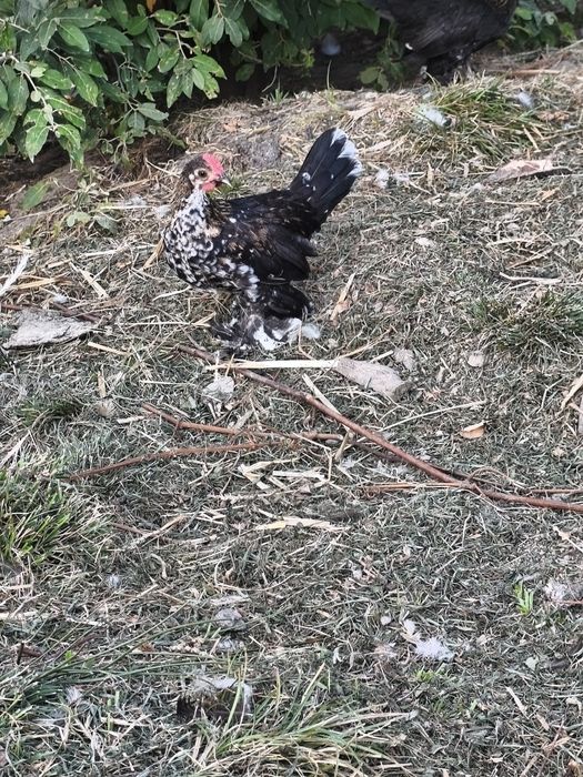 Koguty Czubatka olbrzymia, kochin miniatura,karzełek łapciaty parka
