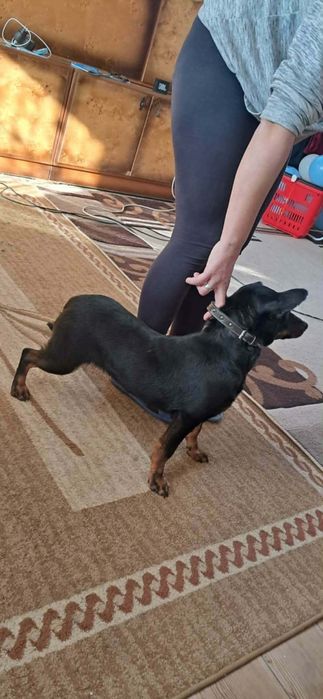 Szxzeniaki szukają domów