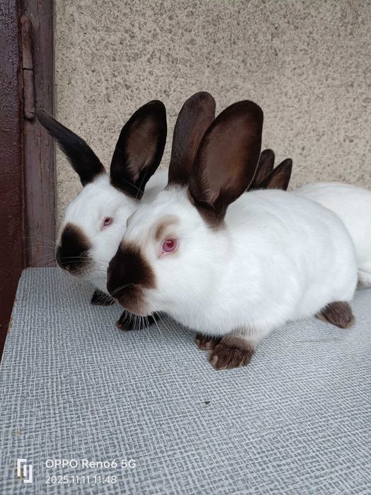 Króliki.3 samce.Kalifornijski Czarny. Z 07-2025