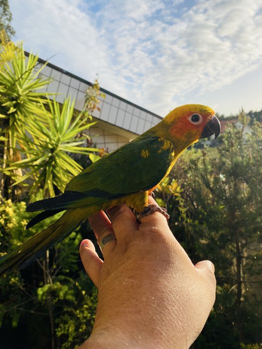 Aratinga do sol domesticado grande oportunidade.