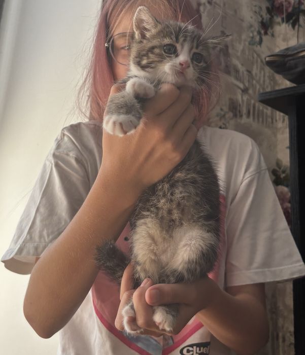 Котята кошенята