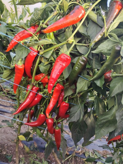 Papryka ostra chili cyklon polski 10 kg