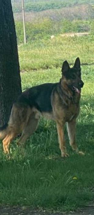 Малыши бельгийской овчарки