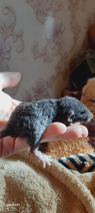 Крысята Рекс кучерявая крыса дамбо