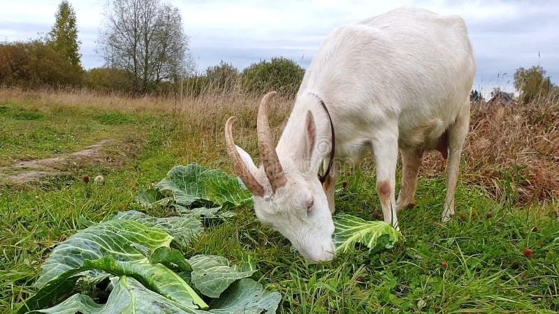 Кози/продам козу/дійні кози/