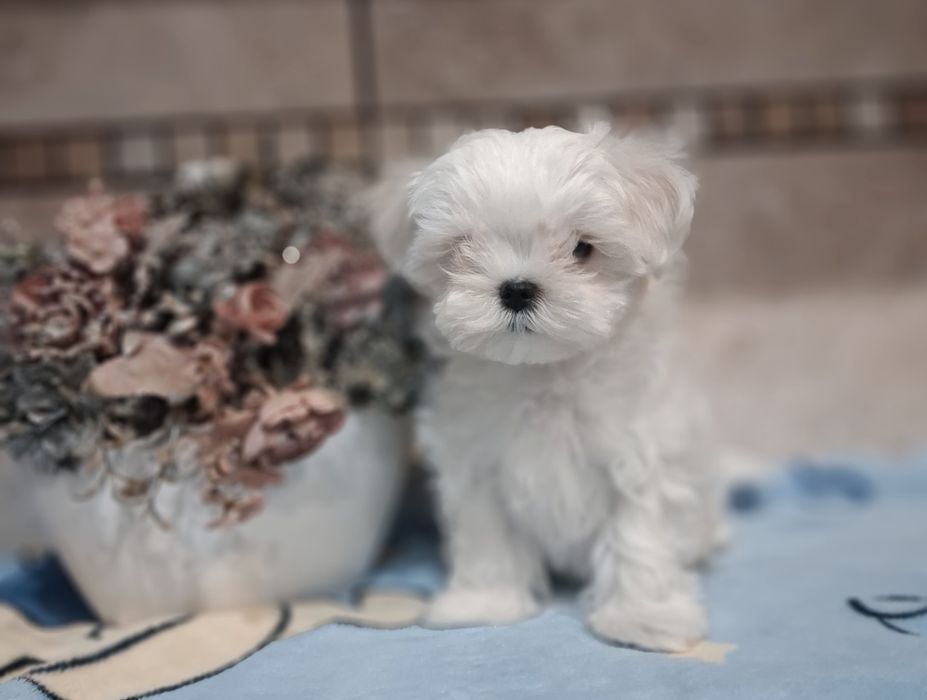 Chłopak  maltańczyk