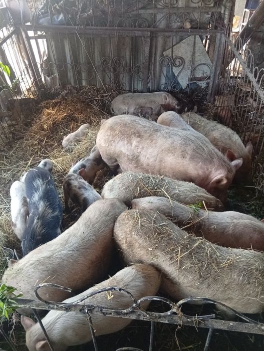 Продам в'єтнамських поросят