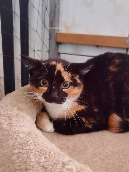 Nieśmiała Ciri czeka na kogoś, kto da jej czas i miłość