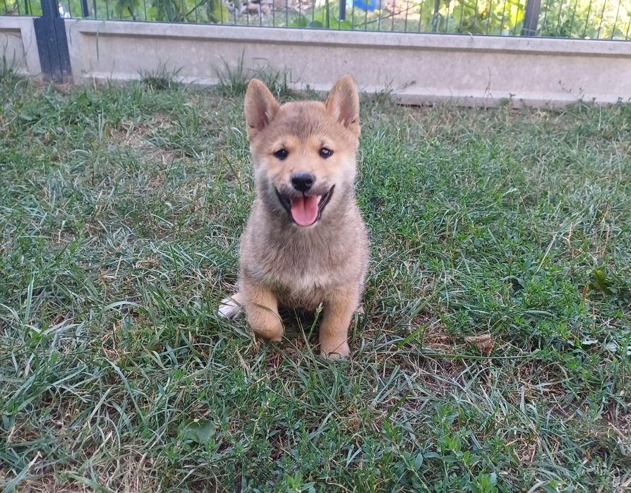 Shiba inu-Gotowy do odbioru