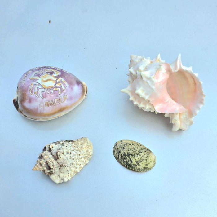 Zestaw muszle z oceanu Murex Tutufa bubo Bursidae Rak zodiak Abalone
