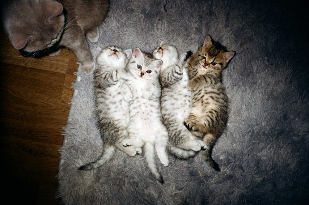 Кошенята, британці