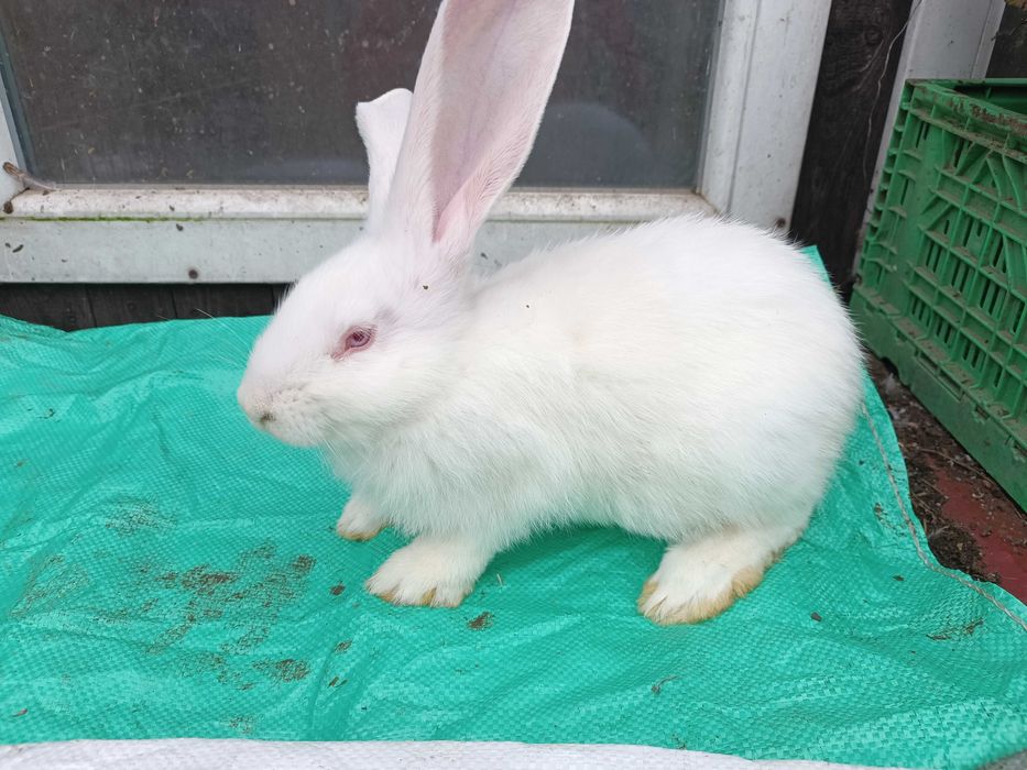 Belgijski Olbrzym Biały