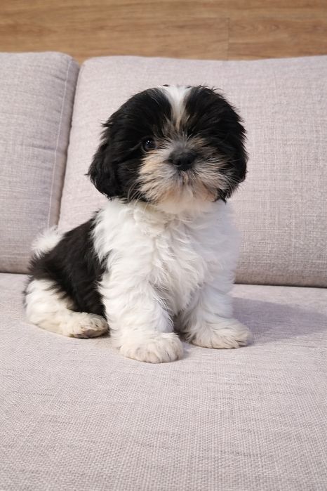 Uroczy shih-tzu gotowy do odbioru