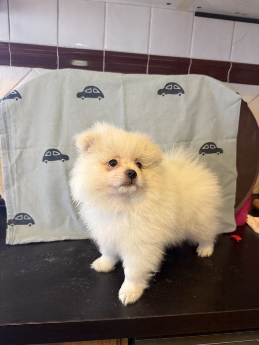 Spitz Alemão/ Lulu da pomerânia Macho Fofinho