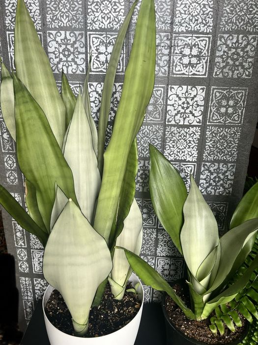 Sansevieria Moonshine wysoka
