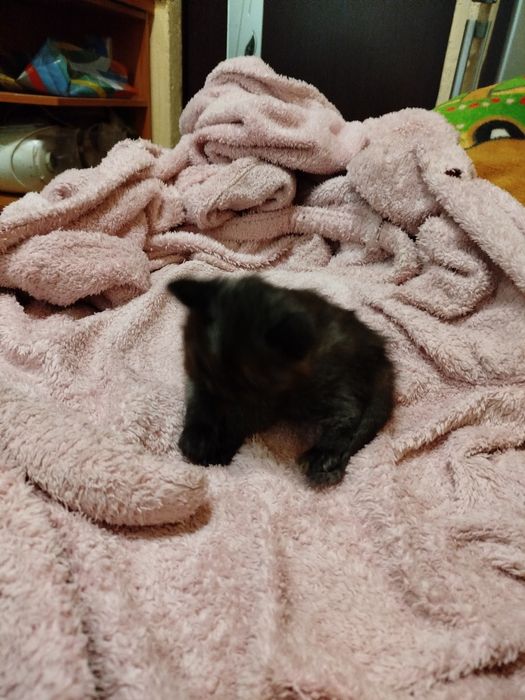 Котёнок(девочка)