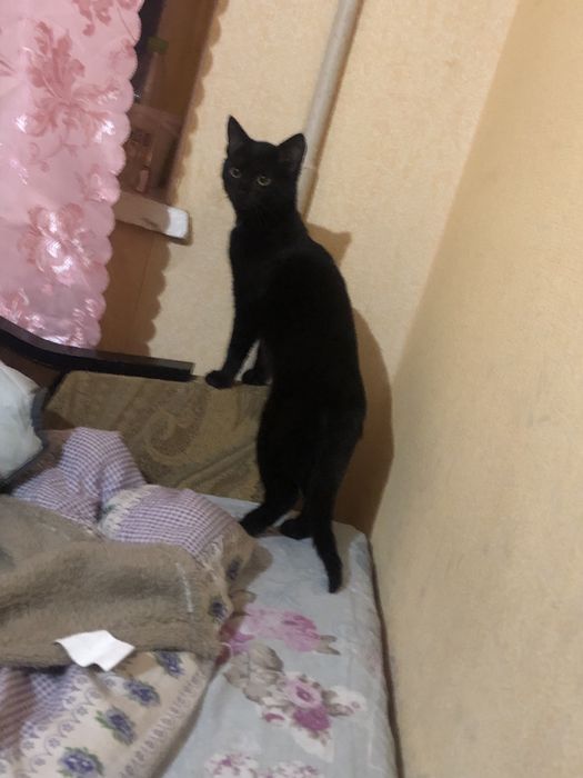 Відам котика безкоштовно