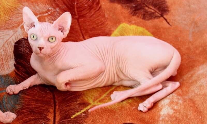 счастье это сфинкс