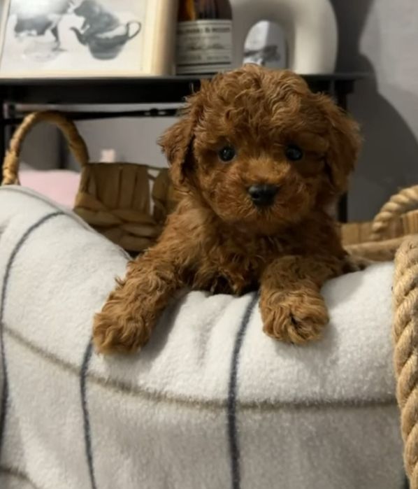 Кудрява красуня дівчинка той пудель