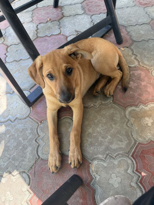 Песики в добрі руки