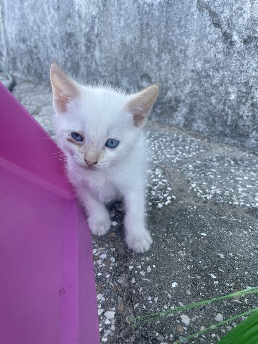 Gatinhos para adoção