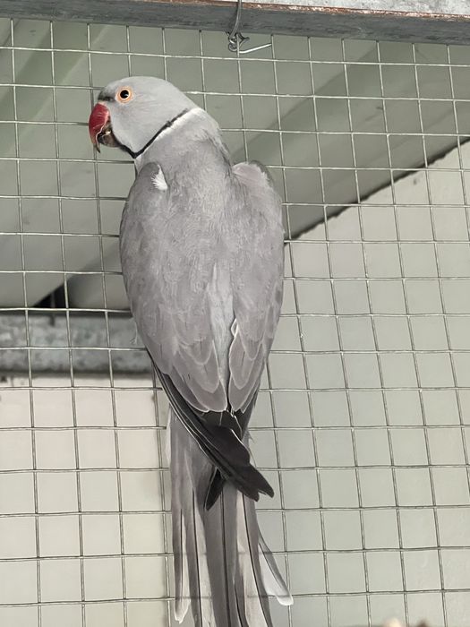 Lote Ring Necks - Troco / Vendo