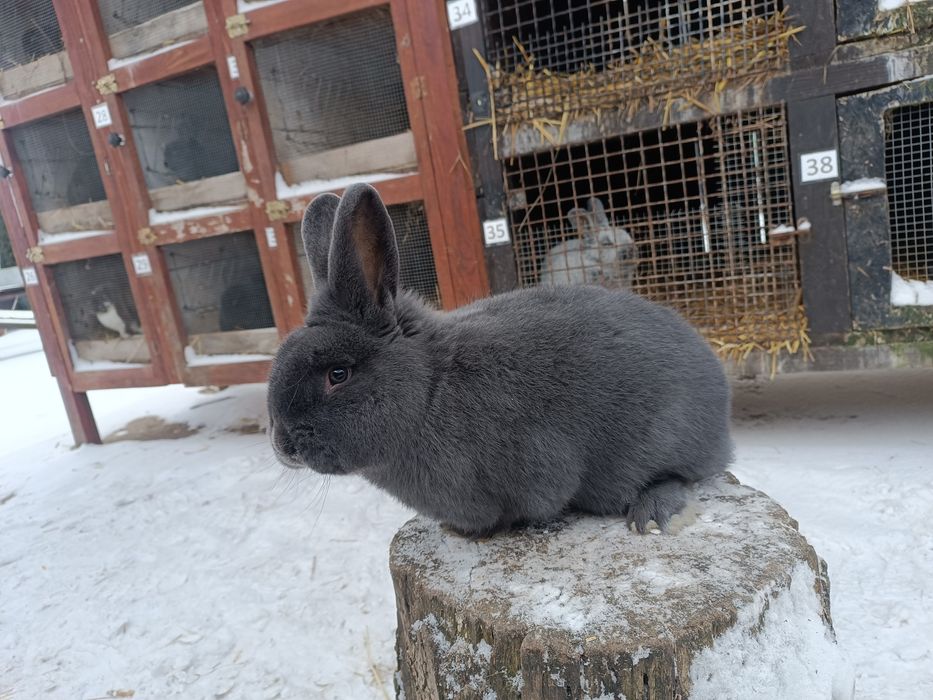 Króliki Wiedeńskie Niebieskie