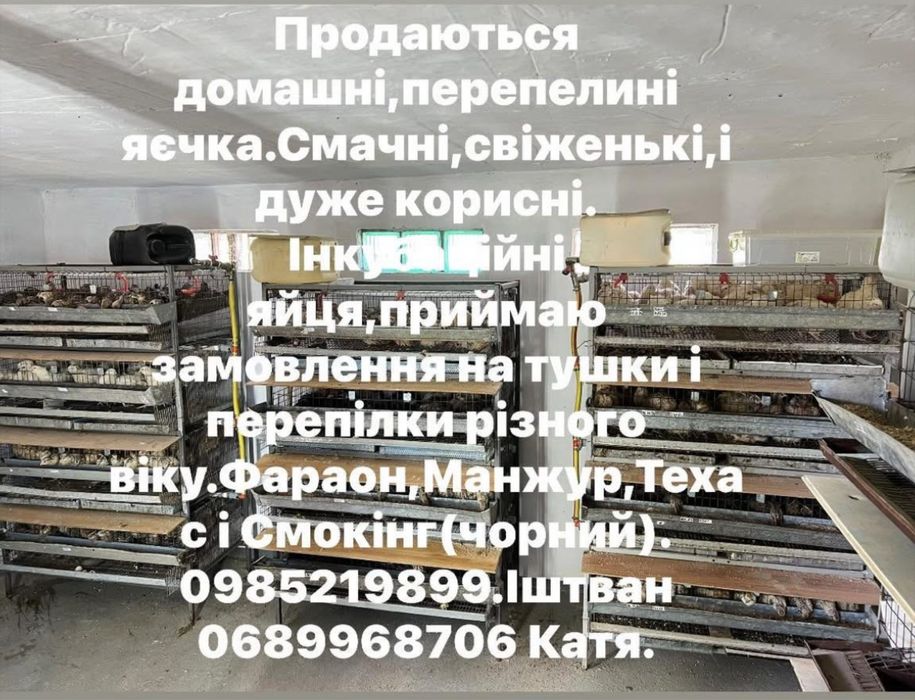 Перепілки,інкубаційні яйця