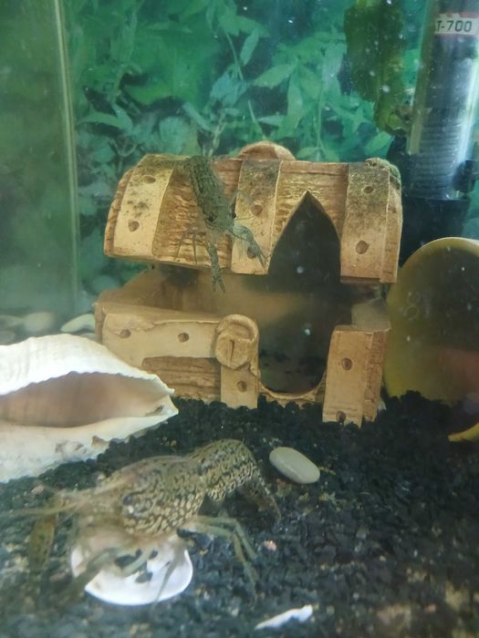 Мармурові раки, акваріумні