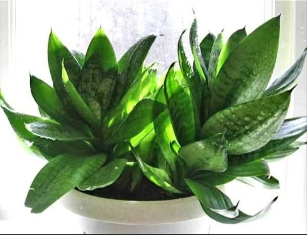 Сансевиерия разная