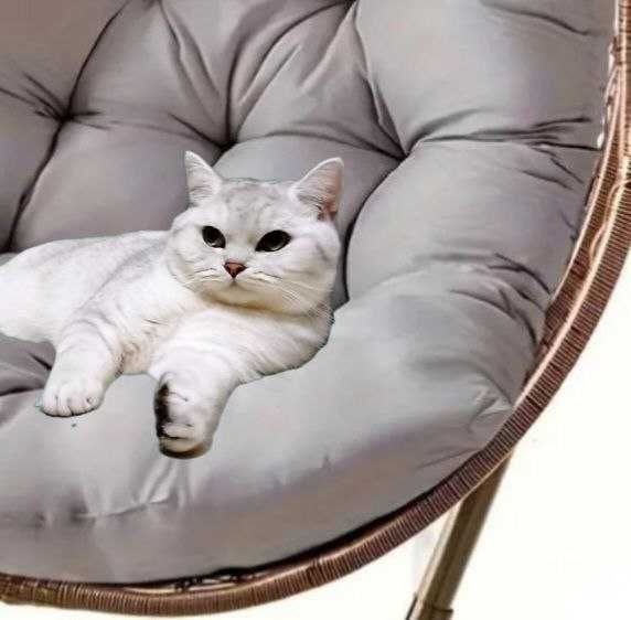 Скотіш страйт( фолд). Котики кошенята. Срібний мрамур