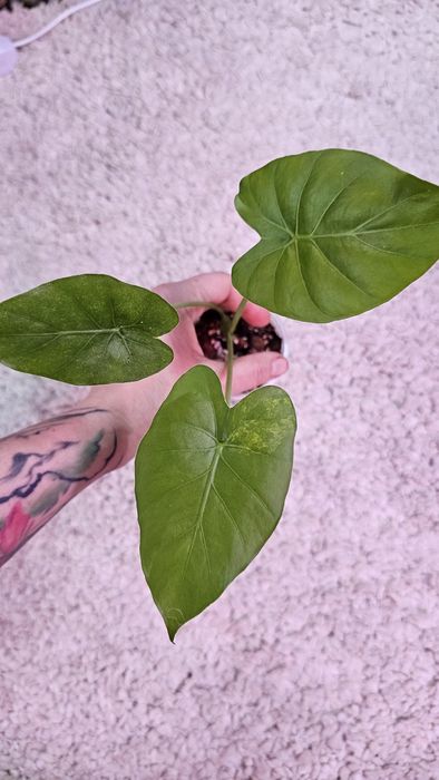 Алоказия Гагеана ауреа Голден бон, Кукулата  Голден