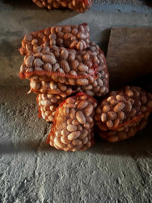 Ziemniaki jadalne Soraya, Vineta, Quenn Anna. Dowóz do klienta gratis