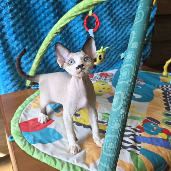 Kocurek niebieskooki Devon rex
