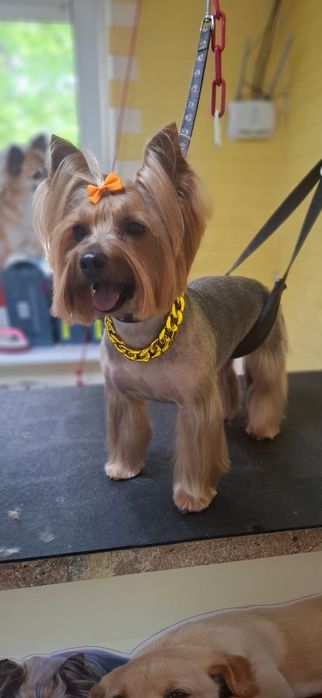 Грумінг для вашого улюбленця