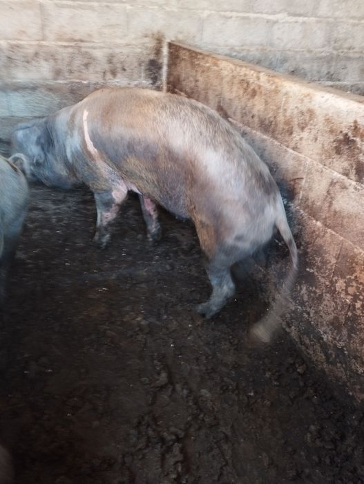 Tenho disponível barrasco visero