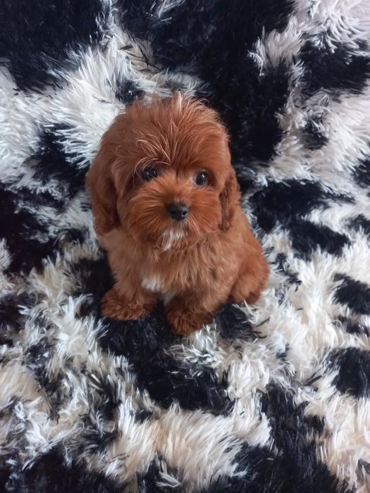 Cavapoo F1 dziewczynka mini. Badania genetyczne