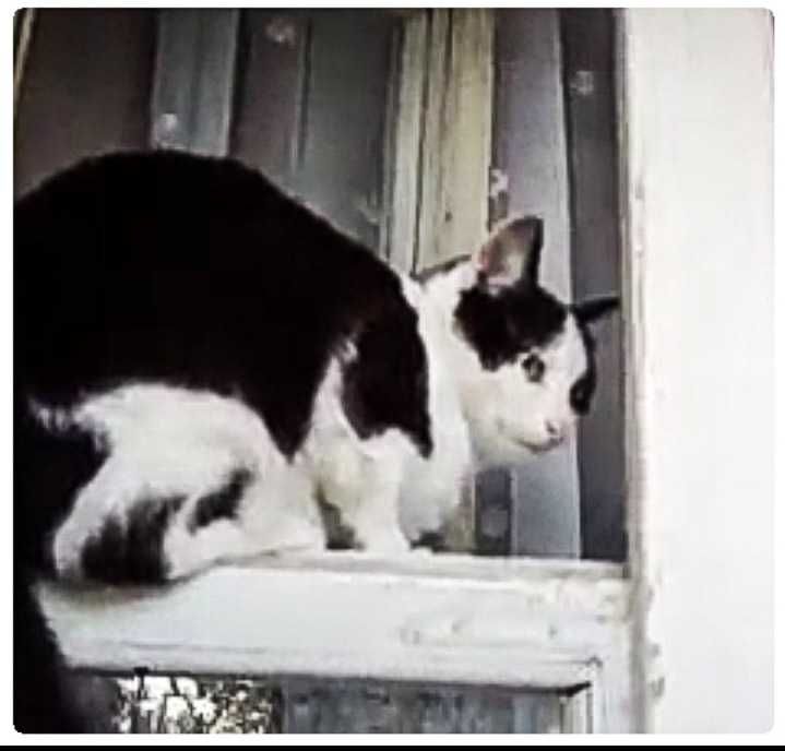 Загубився КІТ. Шукаю Котика.