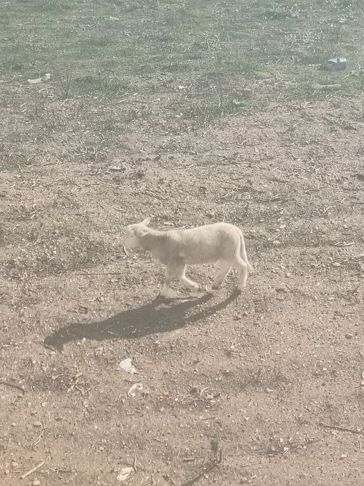 Borrego Suffolk x Merino 35kg