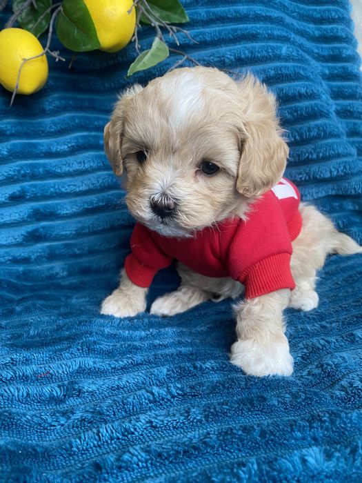 Бебі фейс красиві мальтипу