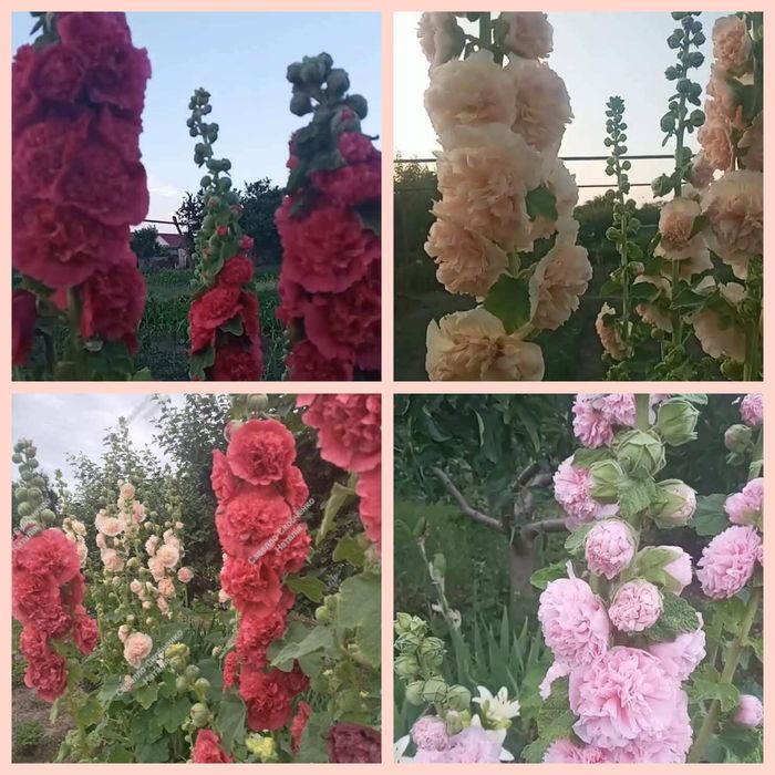 Насіння Мальви махрової-шток троянди