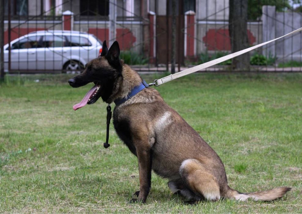 щенкі малінуа 20.12.2025 хлопчікі і девочкі