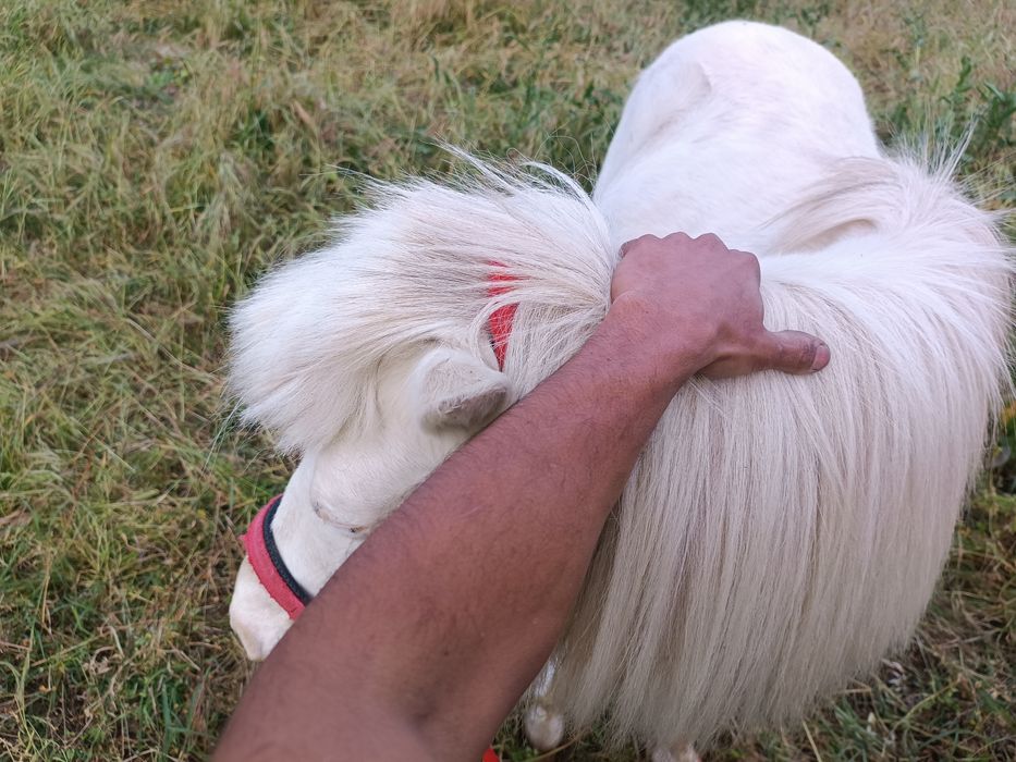 Cavalo à venda muito dócil