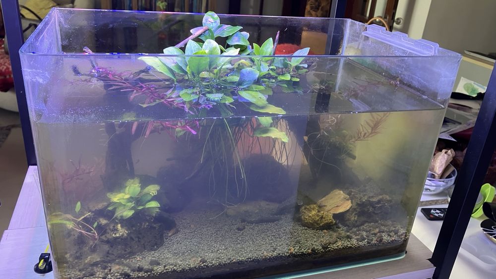 Plantas, rochas, troncos de aquario