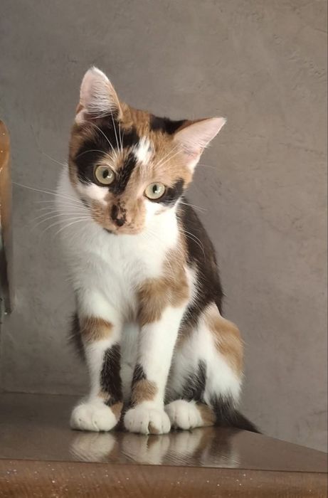 Trikolorka, 9 miesięczna koteńka do adopcji..wraz z mamą