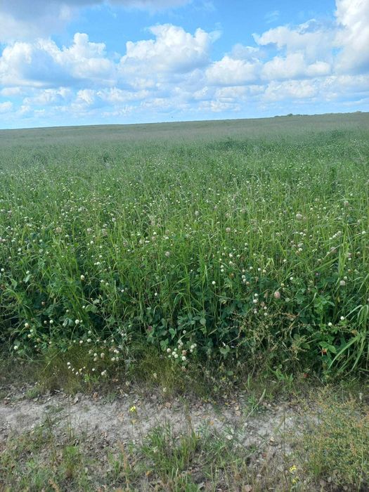 Fardos de Feno [ Azevém - Trevo Alexandrino - Trevo Persa ]